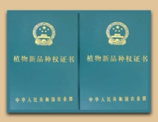 國家給三七頒發(fā)了這個證書，歷史首次！