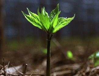 歷史上導(dǎo)致三七價(jià)格暴跌的罪魁禍?zhǔn)椎降资钦l(shuí)？（一）